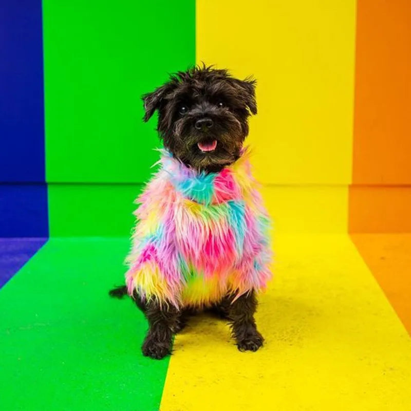 Untamed Spoiled Pup: Rainbow Jacket for Small Dogs